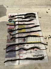 10 packs Black Lugworm