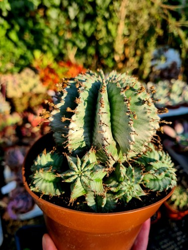 Euphorbia horrida alba - horrida, |