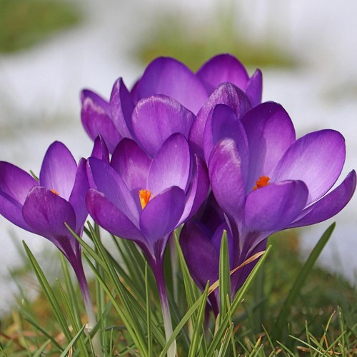 100 blue crocus - 100,