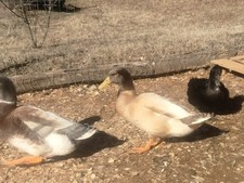 3+ HATCHING DUCK EGGS BARNYARD