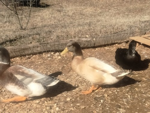 Hatching duck eggs - hatching,