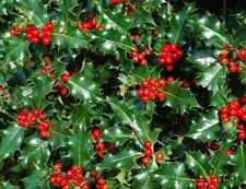 5x Ilex Aquifolium Alaska