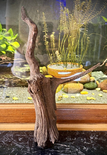 Aquarium driftwood 30cm tall - aquarium,