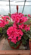 Pelargonium LIA Hawaii 💫