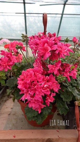 Pelargonium lia hawaii - pelargonium,
