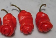 Peter Pepper Red - Chili - 5+