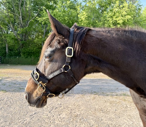 Monty roberts black medium - roberts,