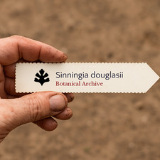 Sinningia douglasii SEEDS - -