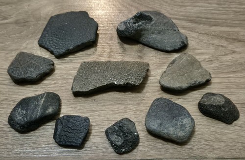 Turtle shell fossil beach - 10, x