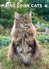 Maine Coon Cats 2026 A3