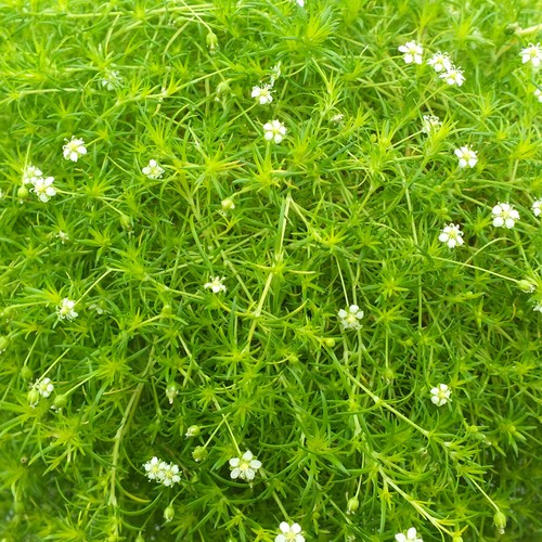 Sagina lime golden irish - sagina,