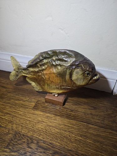 Vintage taxidermy piranha fish - vintage,