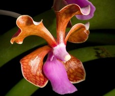 Vanda Limbata. Fragrant. NFS 