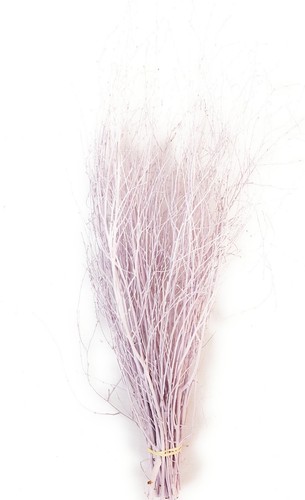 Decorative coloured birch - coloured,