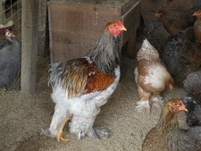 12+6 LARGE FOWL BLUE PARTRIDGE