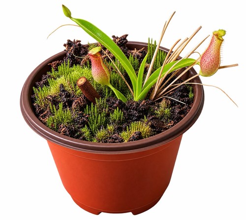 Nepenthes dream lament - nepenthes,