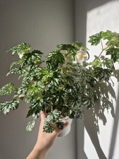 Begonia shepherdii/dregei