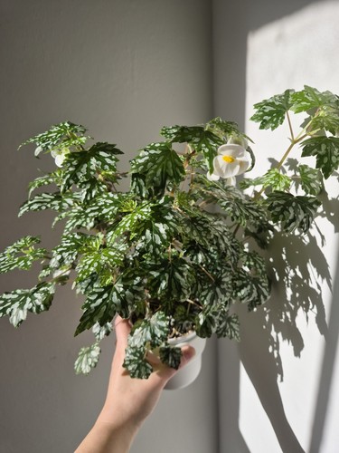 Begonia shepherdii dregei - begonia, shepherdii/dregei