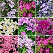 3X CLEMATIS CLIMBING PLANTS FAST GROWING FLOWERING VINES MIXED FLOWERS 9CM POTS
