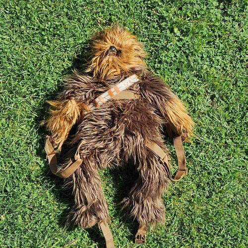 Star wars chewbacca - wars, backpack