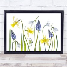 Spring Narcissus Snowdrop