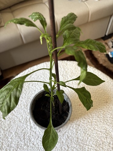 Chilli pepper apache hot - apache,