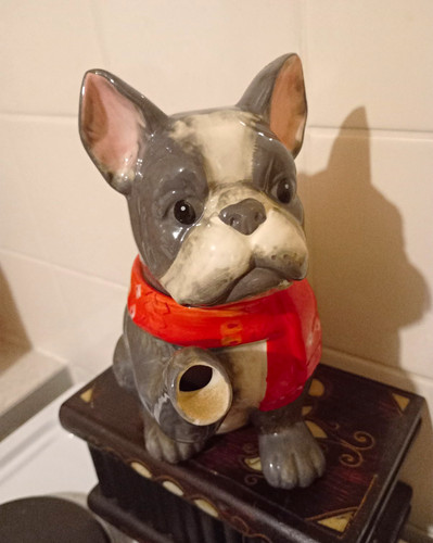 Great looking french bulldog - great,
