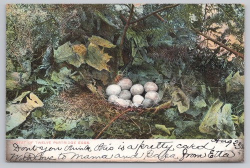 Nest twelve partridge eggs - of,