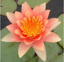 Nymphaea "Comanche" Dwarf Water Lily Pond Plant