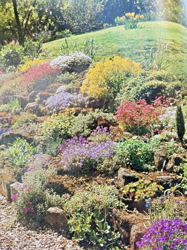 Alpine rockery plant plants - rockery,