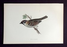 TREE SPARROW, original antique