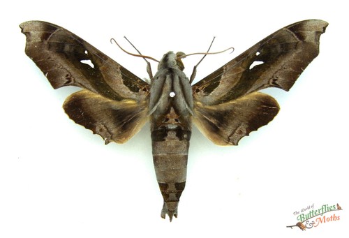 Mandoryx plutonius hawk moth - mandoryx,