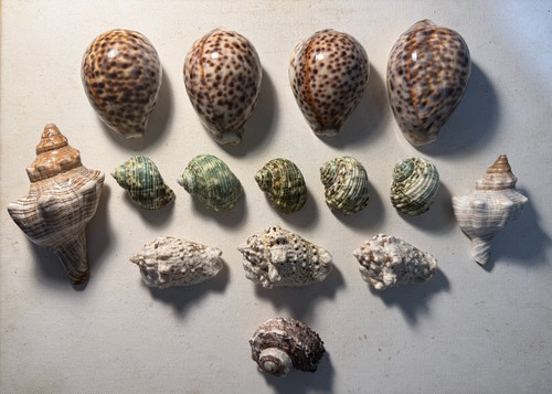 Fifteen beautiful sea - , shells