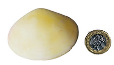 Shell Ornament Natural Sealed Clam Shell Vintage ra