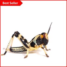 Gluten-Free Medium Locusts
