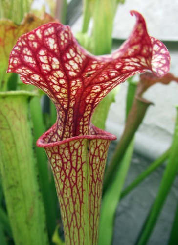 Sarracenia zydeco - sarracenia, “zydeco”
