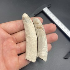 Cetacean Teeth Set Of 2