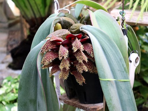 Rare bulbophyllum phalaenopsis - rare,