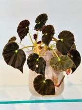 Begonia Mazae Nigricans Dark Black Maroon Rooted Leaf Cutting House Plant