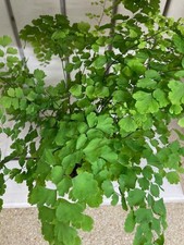 Adiantum Fragrans Maidenhair