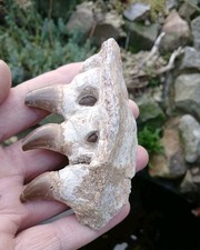 Fossil Mosasaur teeth tooth Jaw Section  Cretaceous, Morocco 100% Genuine