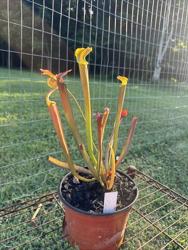 Sarracenia rubra coastal - sarracenia,