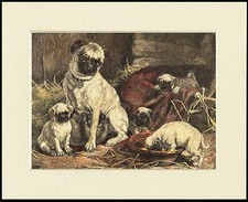 PUG MOTHER AND PUPS LOVELY DOG PRINT MOUNTED READY TO FRAME
