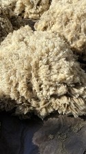 Raw Southdown  Sheep’s Wool