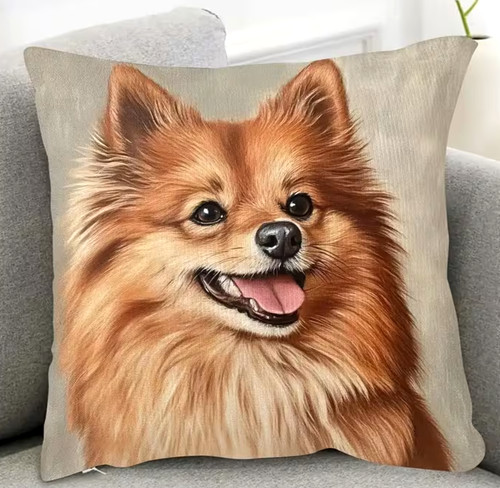 Beautiful pomeranian dog - dog, pup
