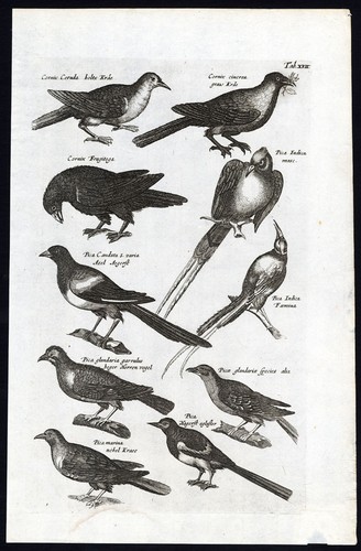 Antique print eurasian - antique, print-eurasian