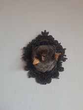Taxidermy Mole Wall Mounted