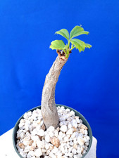 Cyphostemma Cirrhosum Plant