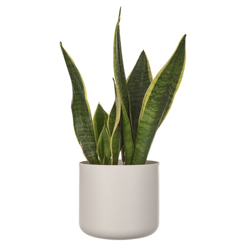Livivo 14cm round plant - round, pots