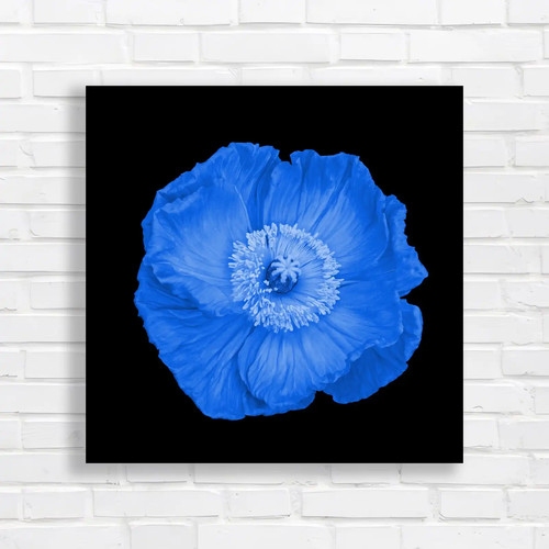 Vibrant orange poppy blue - vibrant,